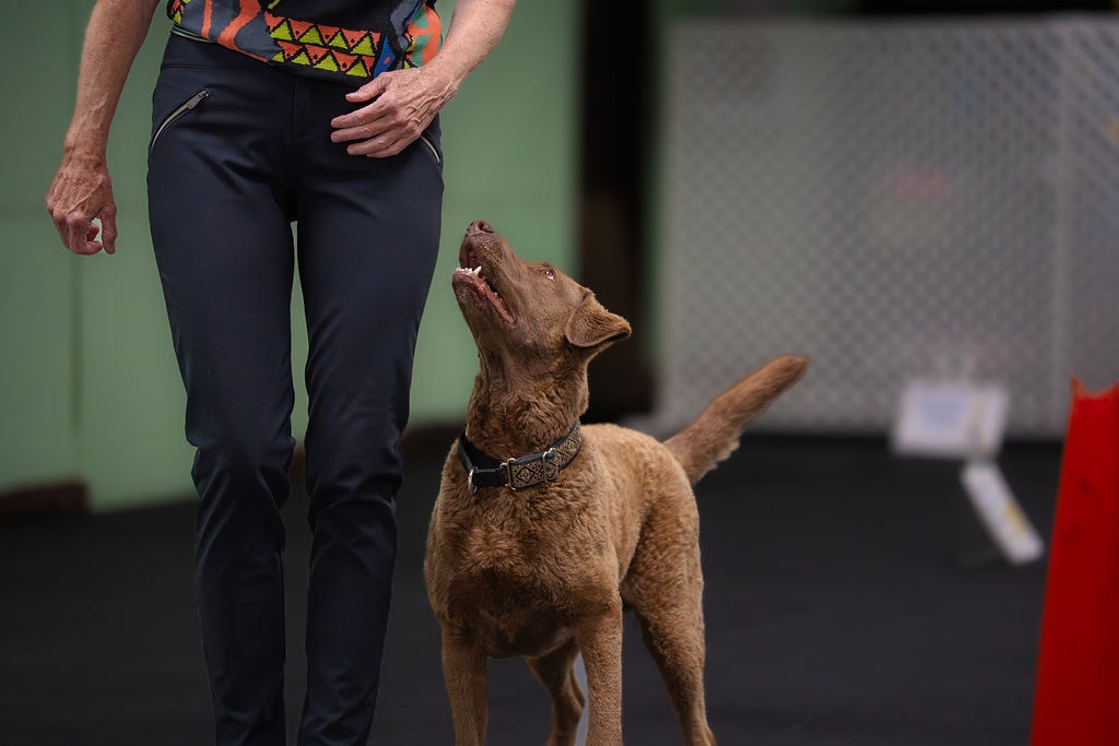Competition Obedience dog sport