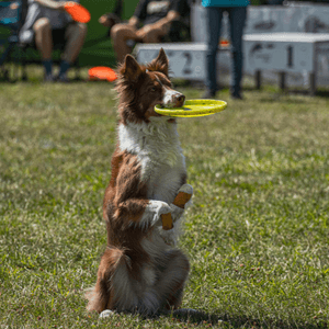 AKC Trick Dog dog sport