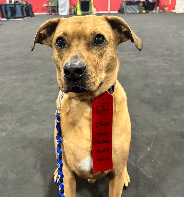 Getting Started in Novice Agility With Your Dog