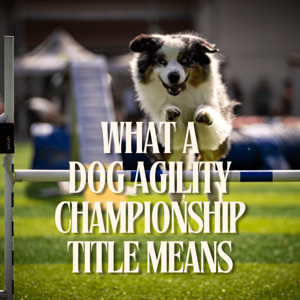 What a Dog Agility Championship Title Means