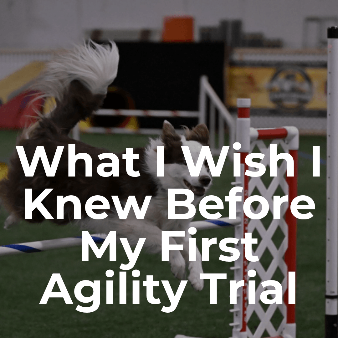 What I Wish I Knew Before My First Agility Trial