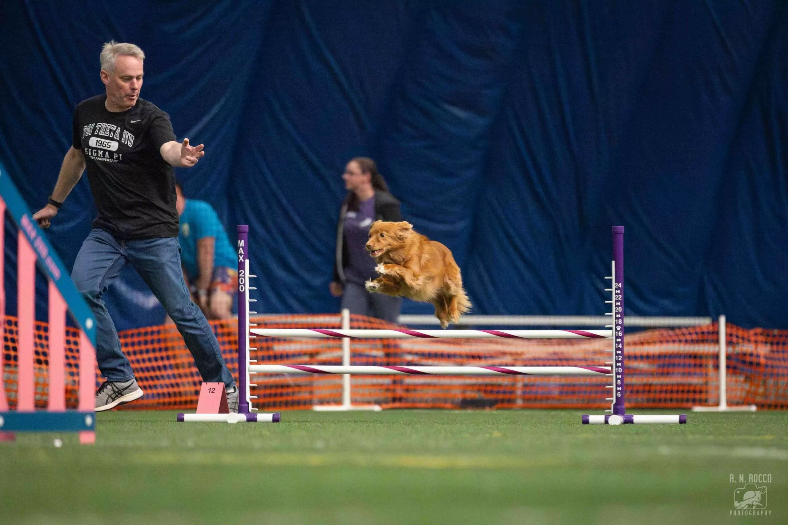 Dog competing in agility