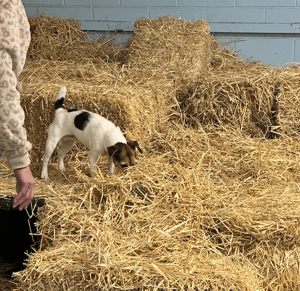 Dog competing in Barn Hunt