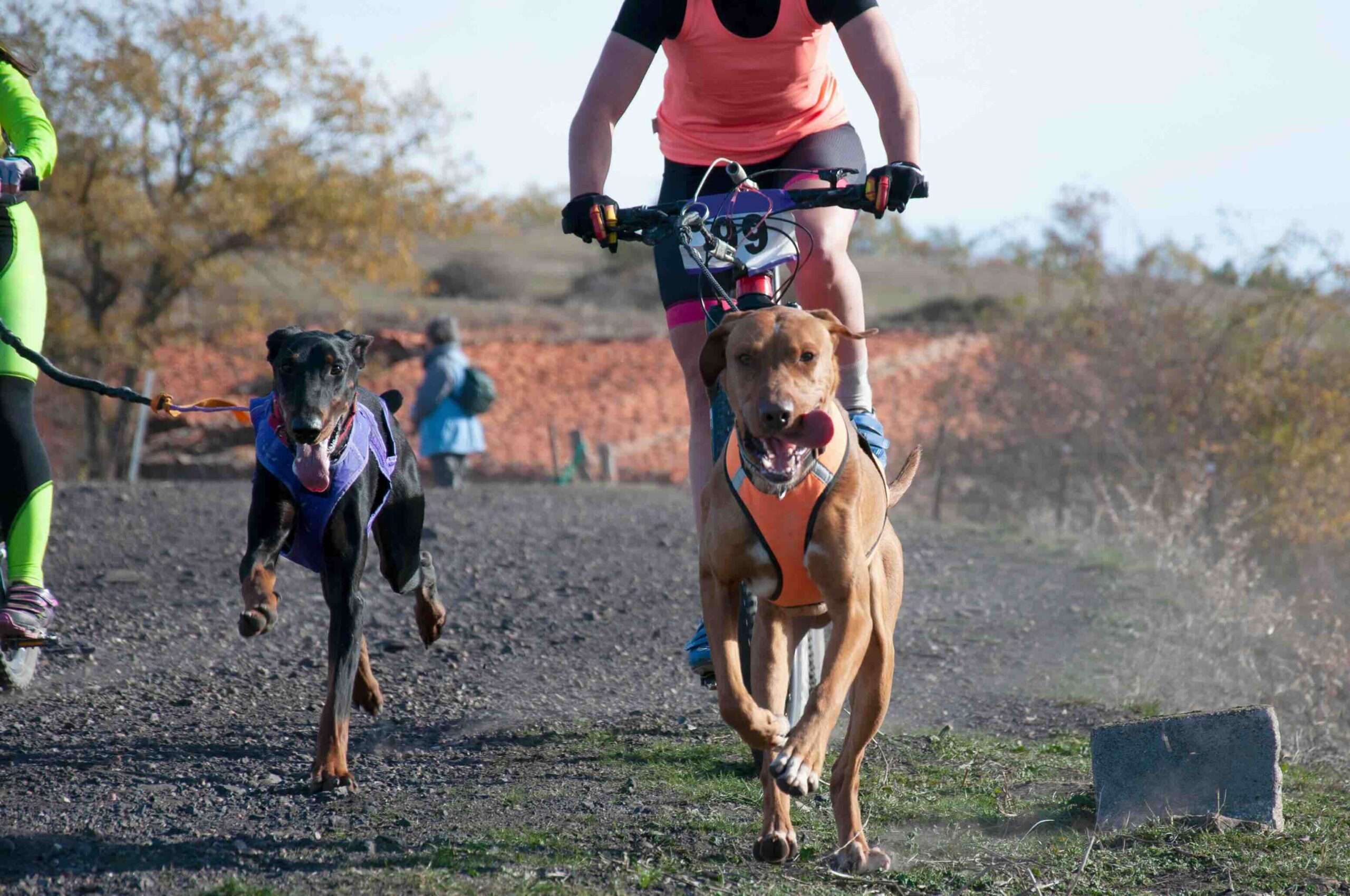 A dog and rider bikejoring