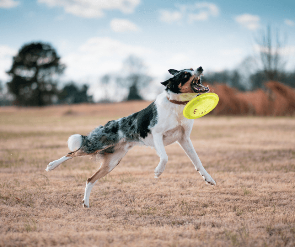 Dog catching a flying disc
