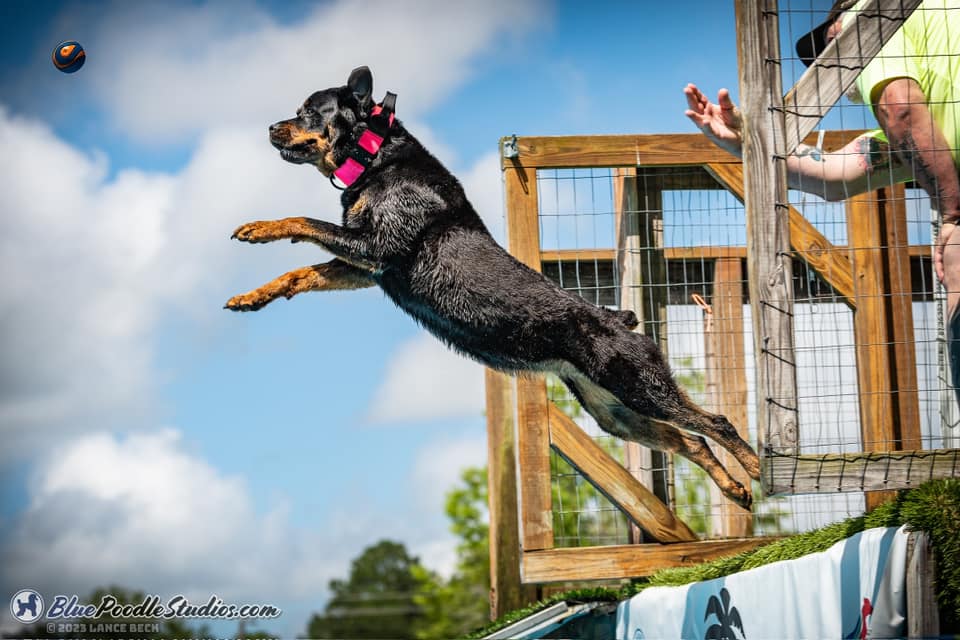 Dog dock diving