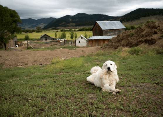 Dog completing AKC Farm Dog exercises
