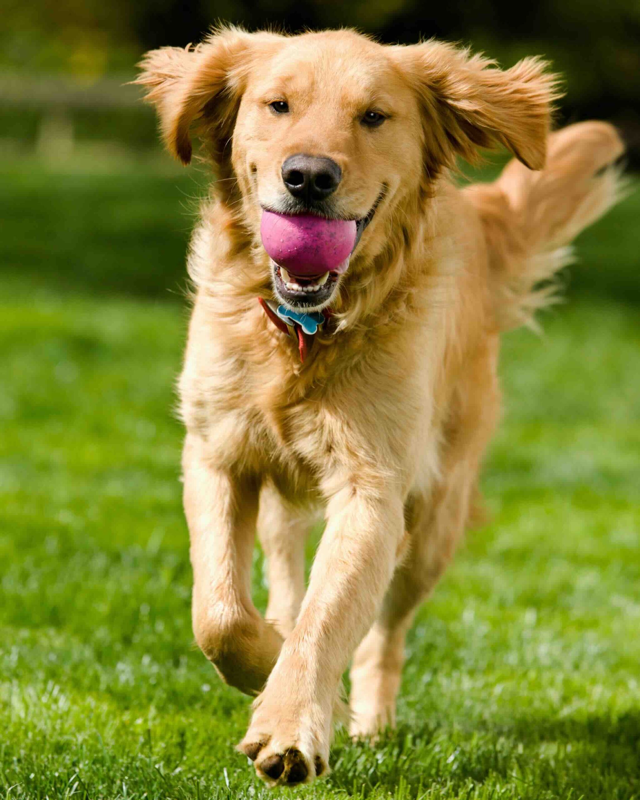 Dog retrieving a toy