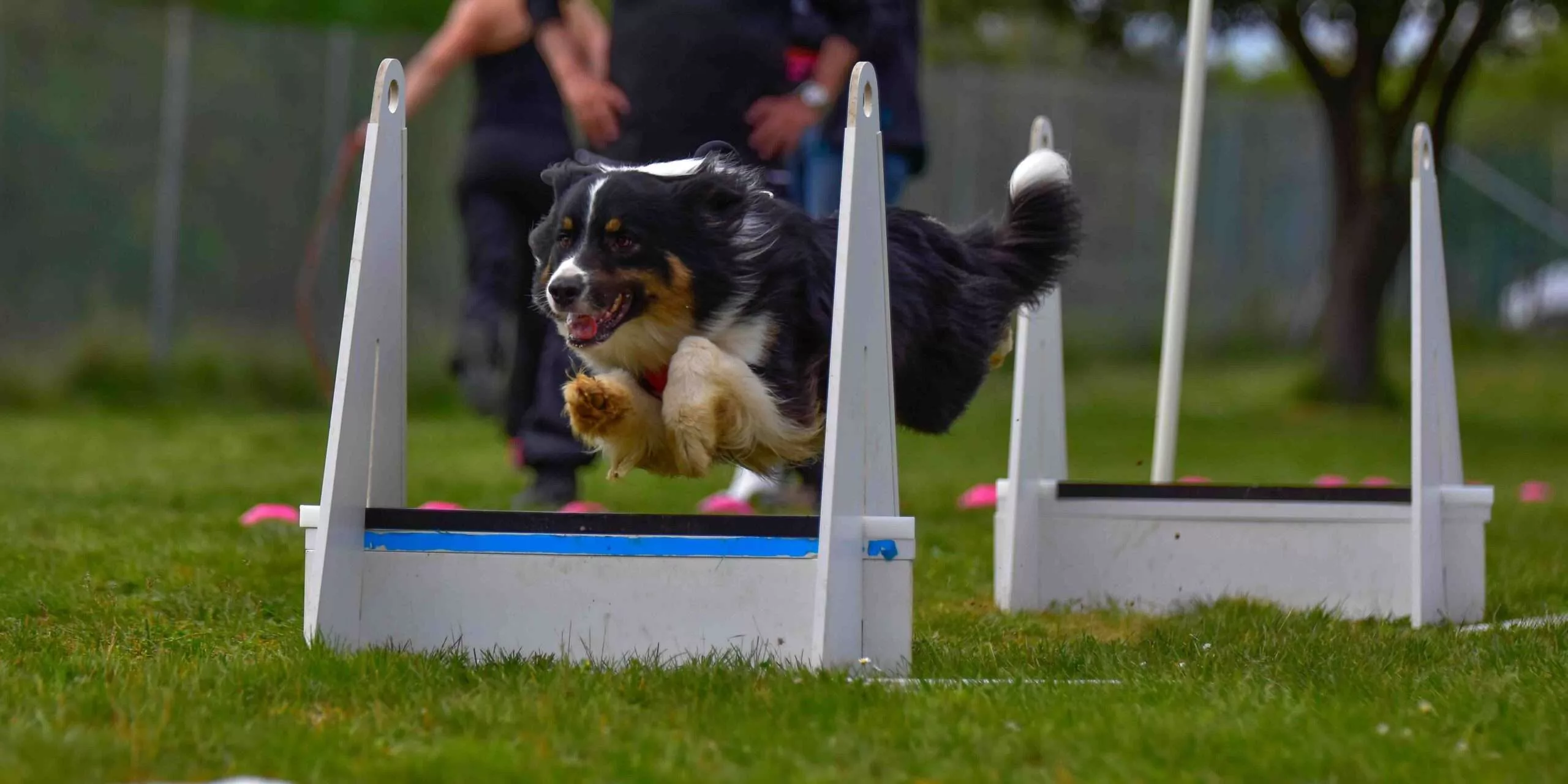 Dogs competing in flyball