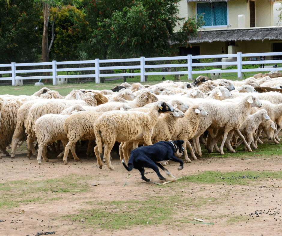 Dog herding sheep