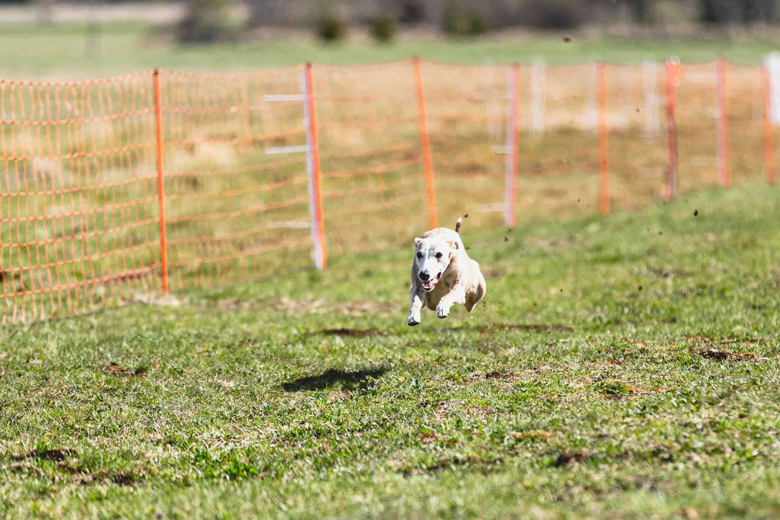 Dog lure coursing