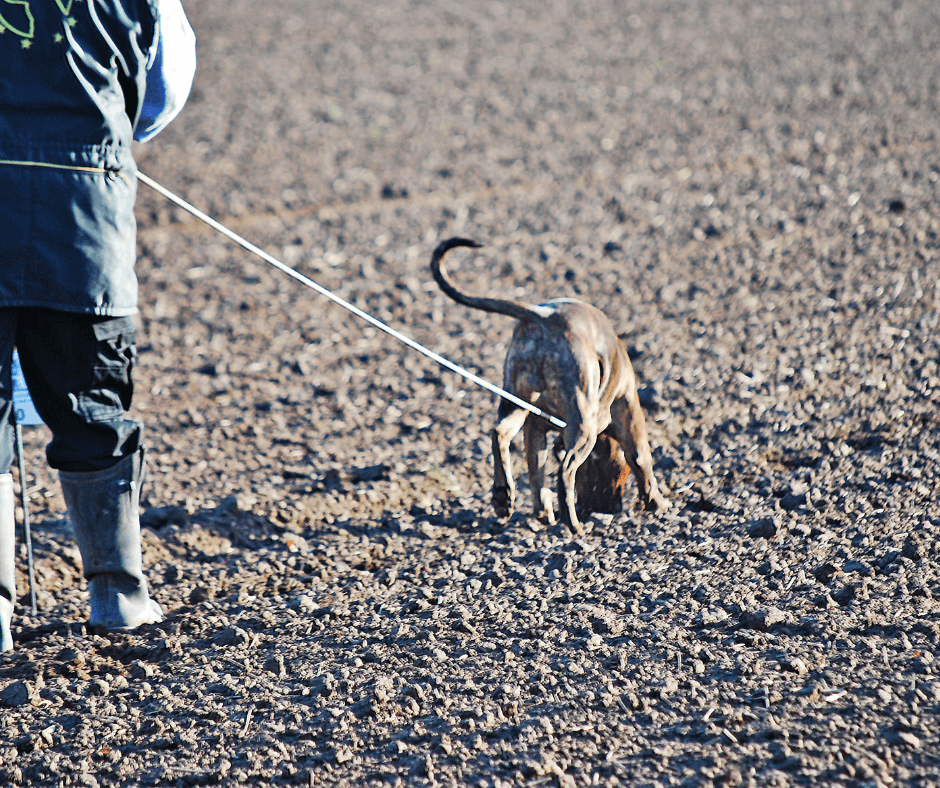 Dog tracking a scent