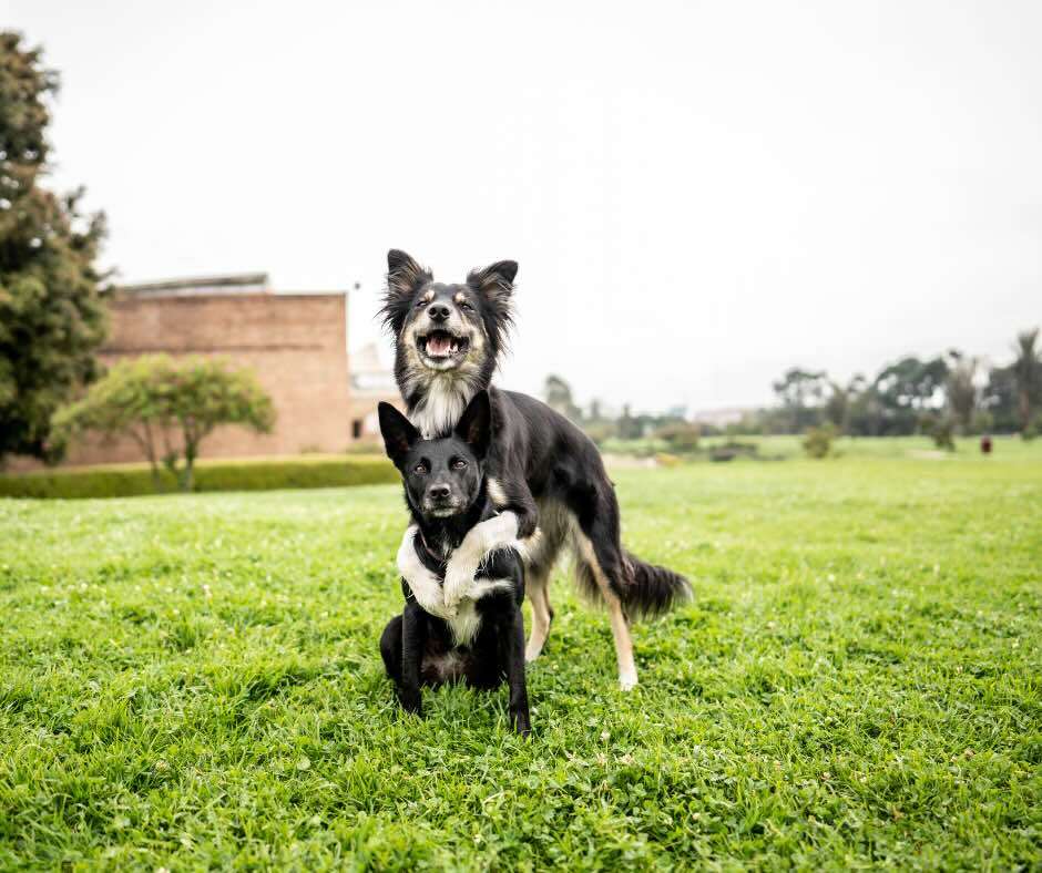 Dog demonstrating an advanced trick