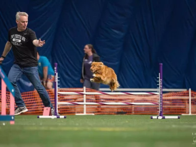 AKC Agility Titles Guide