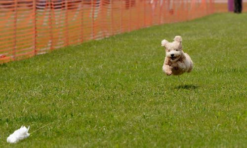 The History of Fast CAT and Its Rise in Popularity