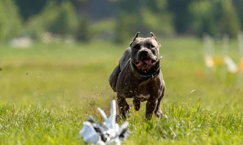 Top Benefits of Participating in Fast CAT with Your Dog
