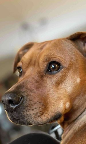 What is the All American Dog?