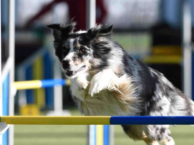 What Is Dog Agility Training?