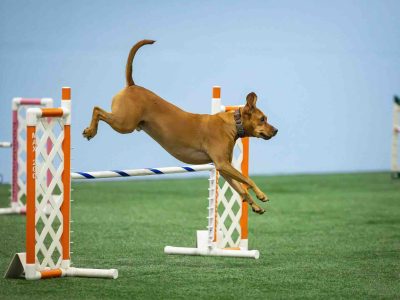 How Agility Training Builds Speed and Focus in Your Dog