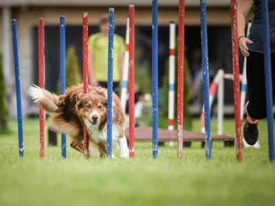What Are The Best Agility Dogs?