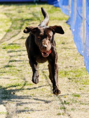 Understanding AKC Fast CAT Rankings