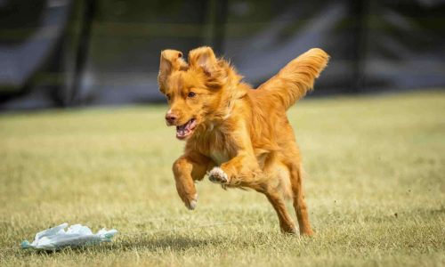 How Fast CAT Dog Sport Competitions Work: Rules and Regulations
