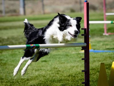 How To Measure Dog Height For Agility?
