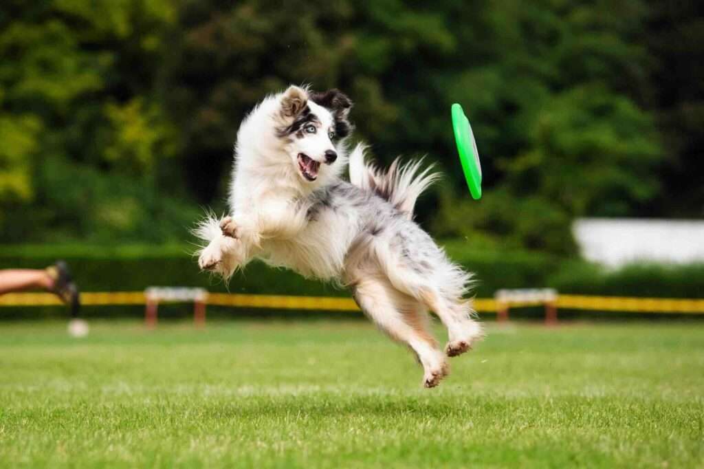 The Benefits of Dog Sports: Fun, Fitness, and Bonding for You and Your Canine Companion