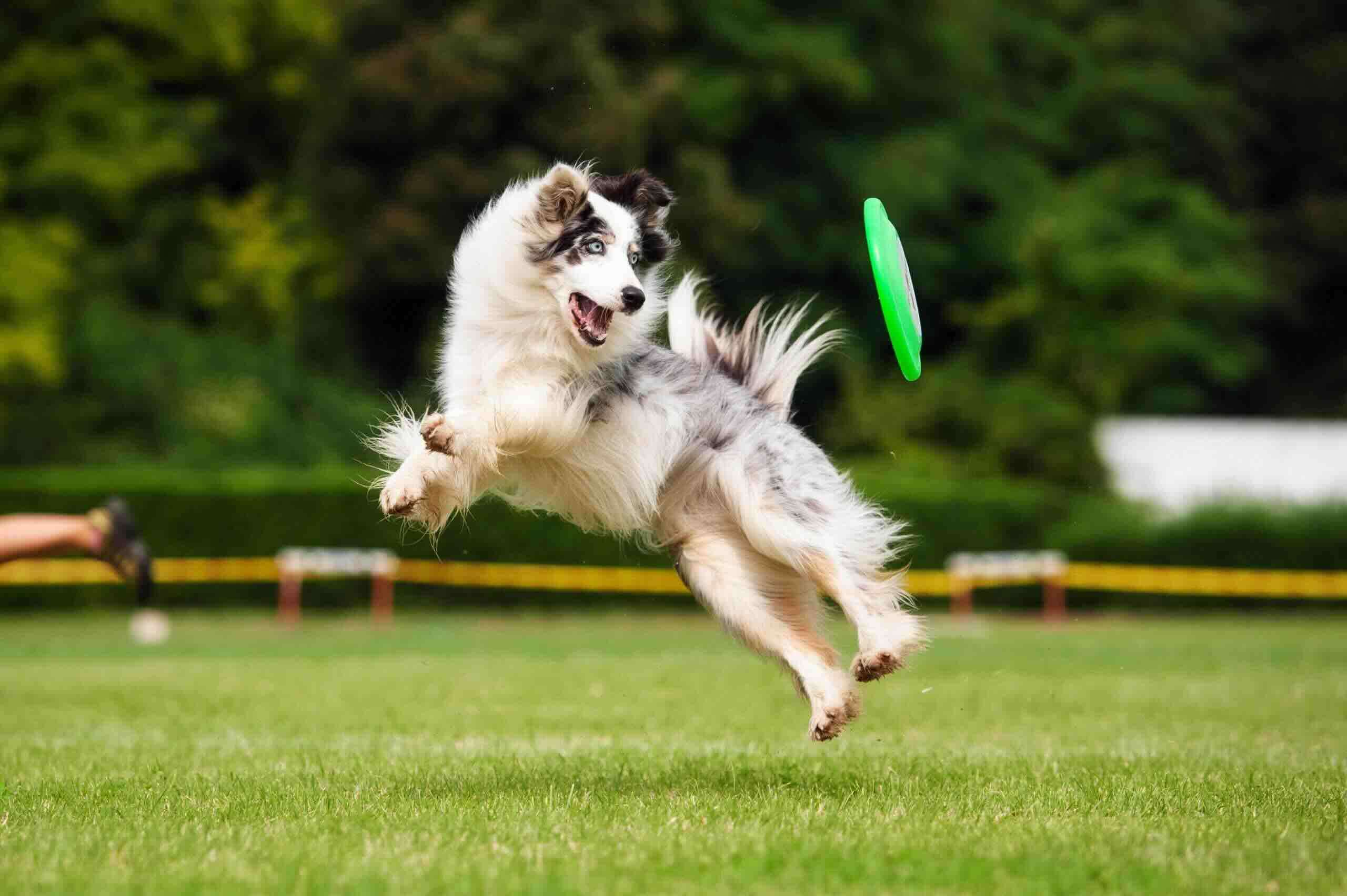 Dog Sports 101: A Beginner’s Guide to the Different Activities Available