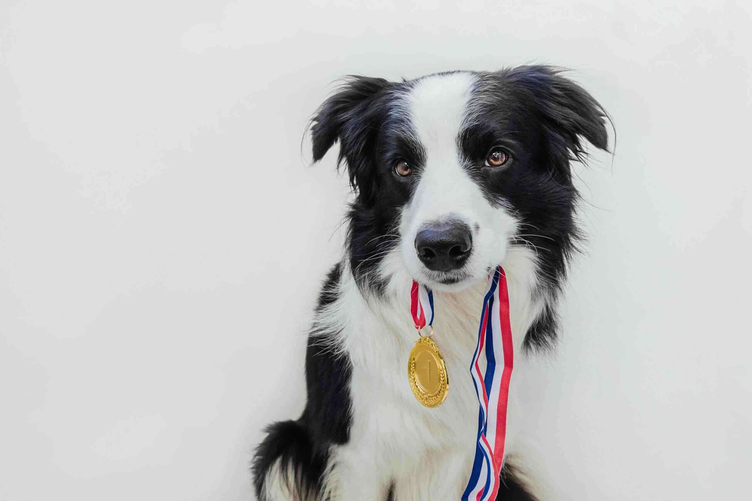 Sportsmanship in Dog Sports: Celebrating Victories and Supporting Your Fellow Competitors