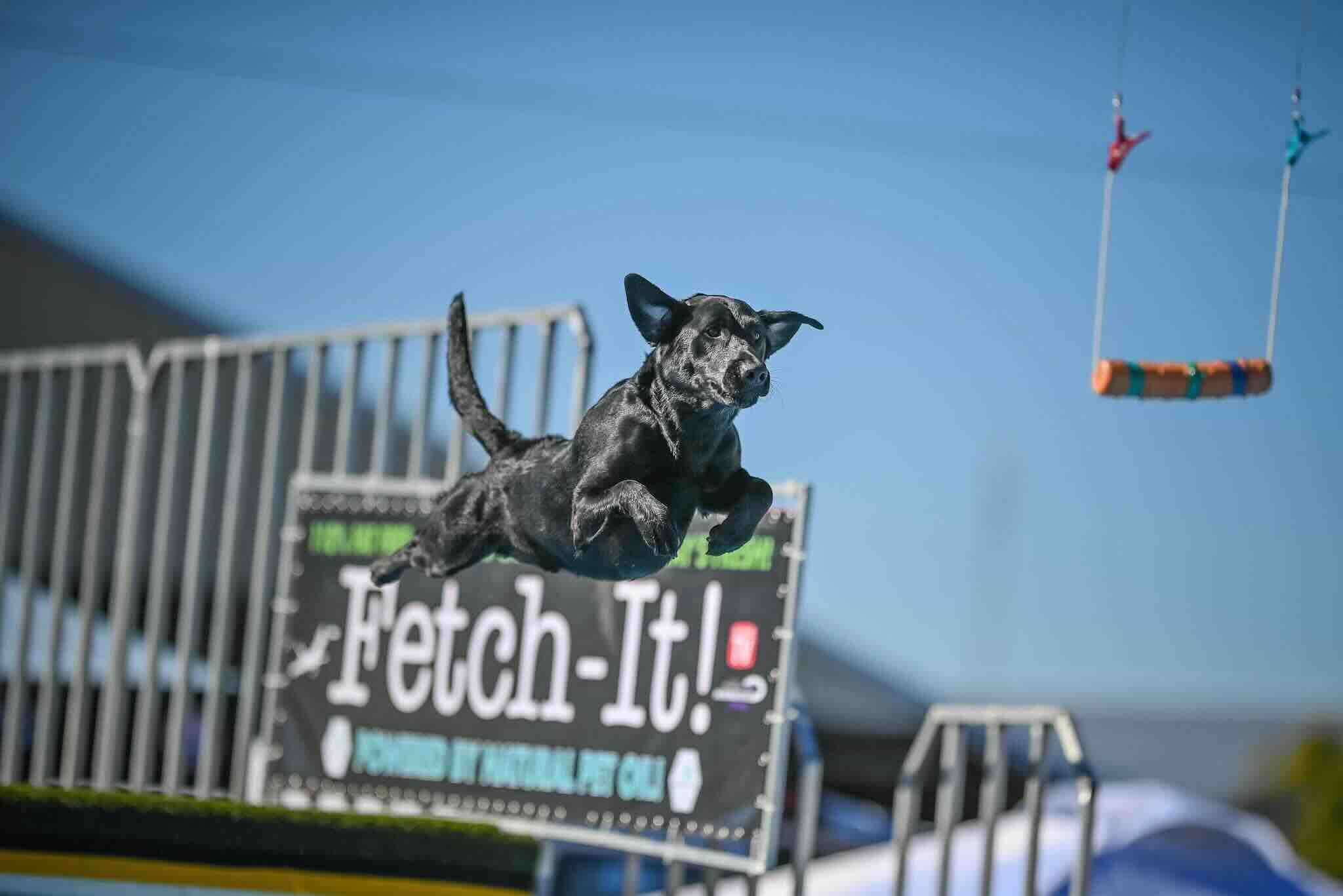 The Exciting World of Dog Dock Diving: An Overview