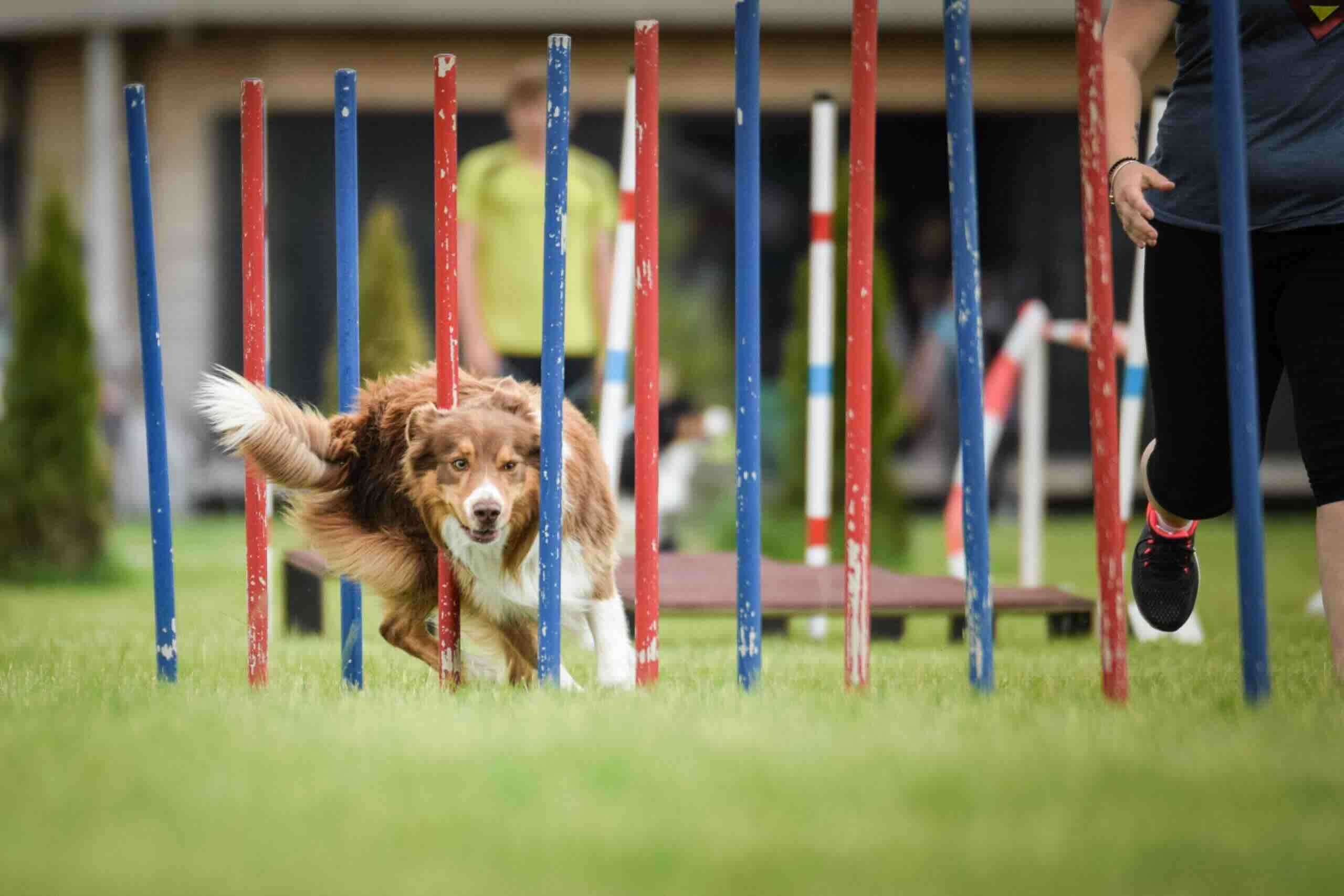 The History of Dog Competitions