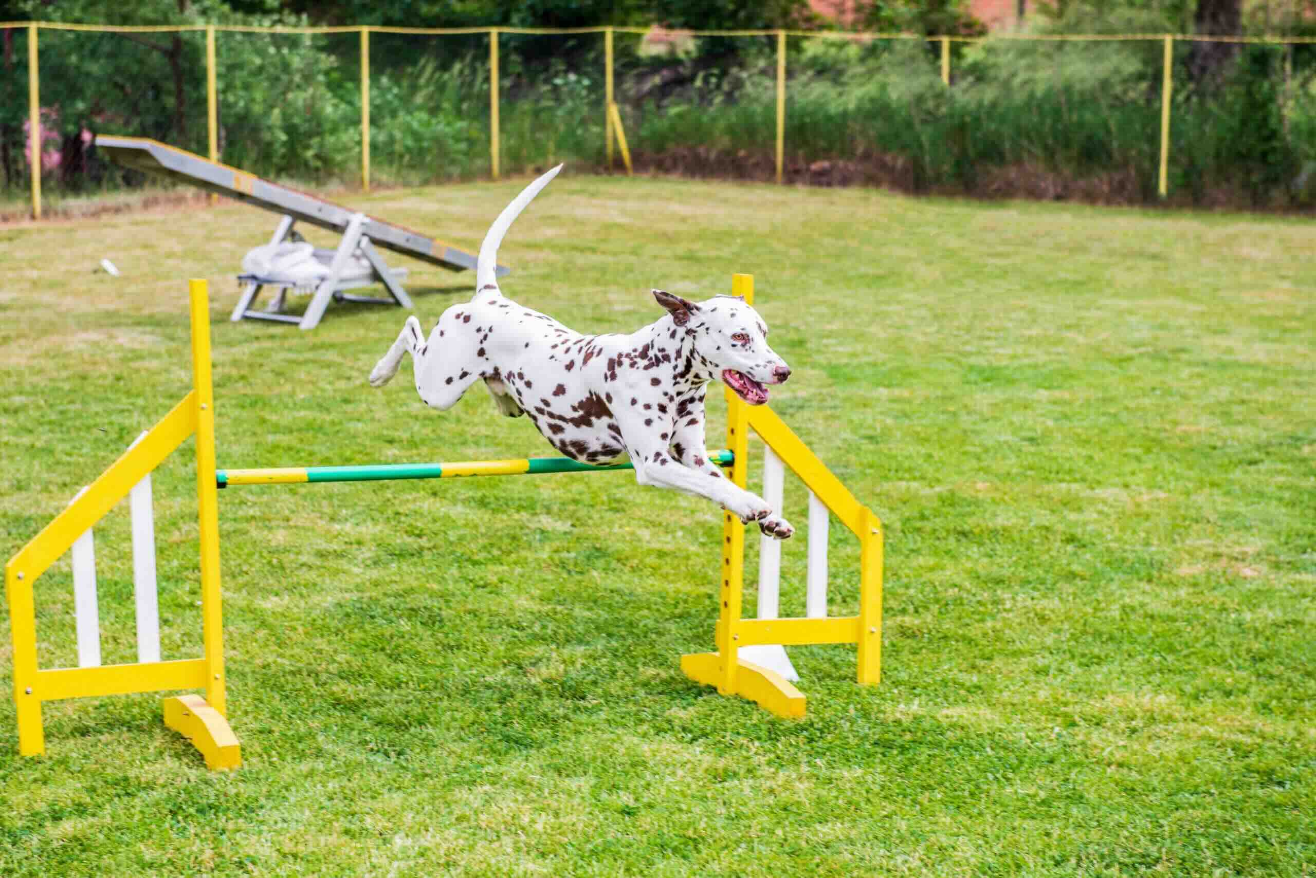 How To Measure Dog Height For Agility?