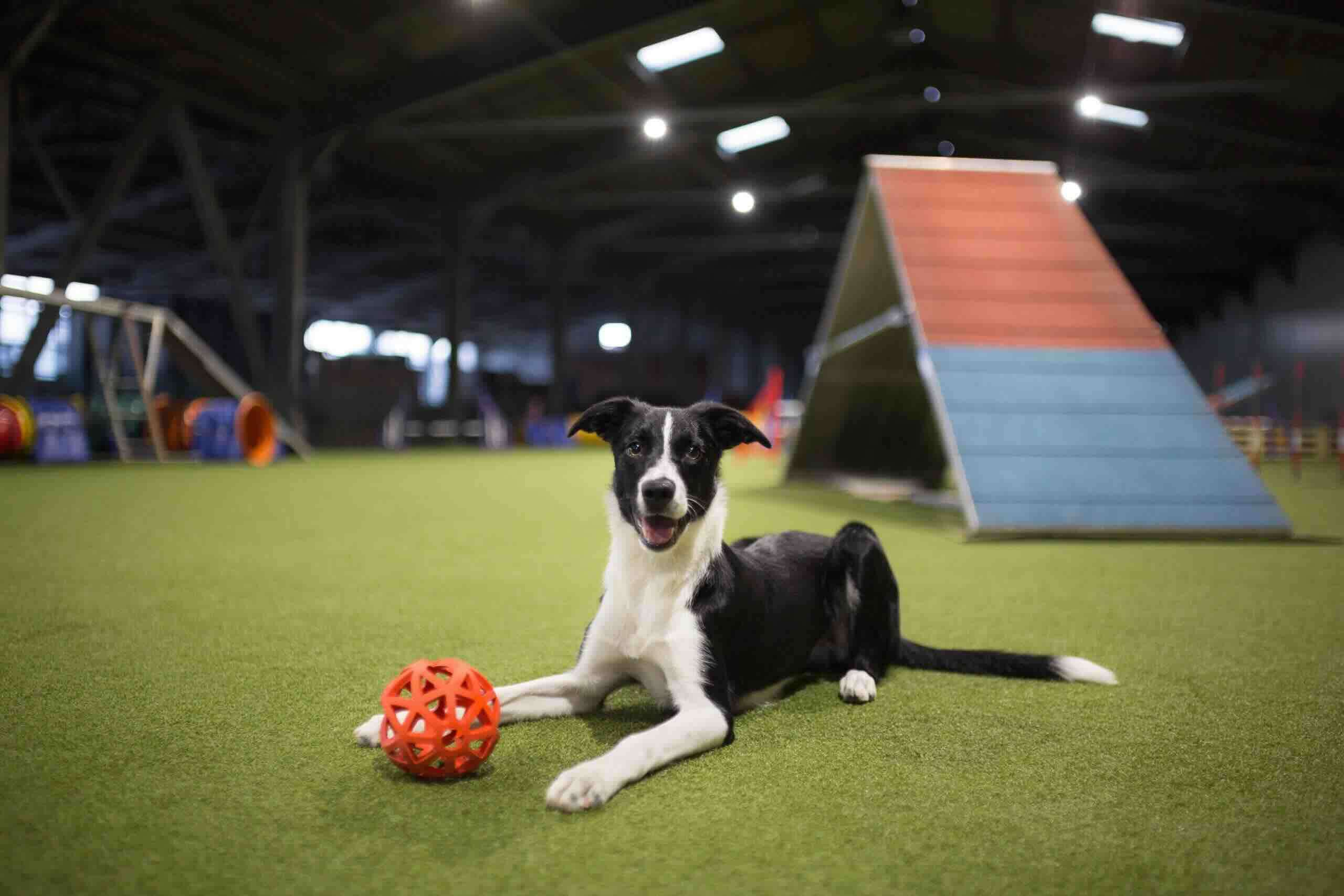 When To Start Dog Agility Training?