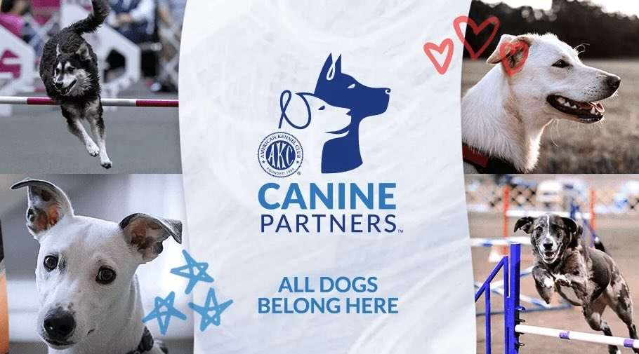 The AKC Canine Partners Program And How To Sign Up