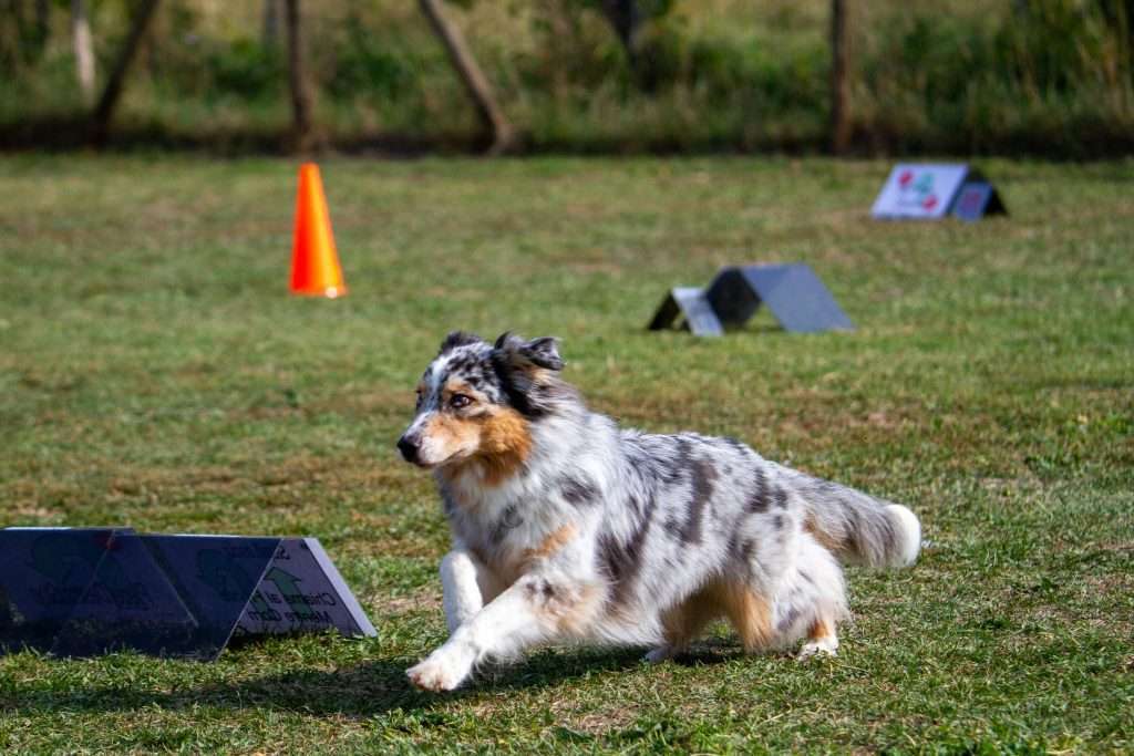 AKC Rally Obedience: A Comprehensive Guide
