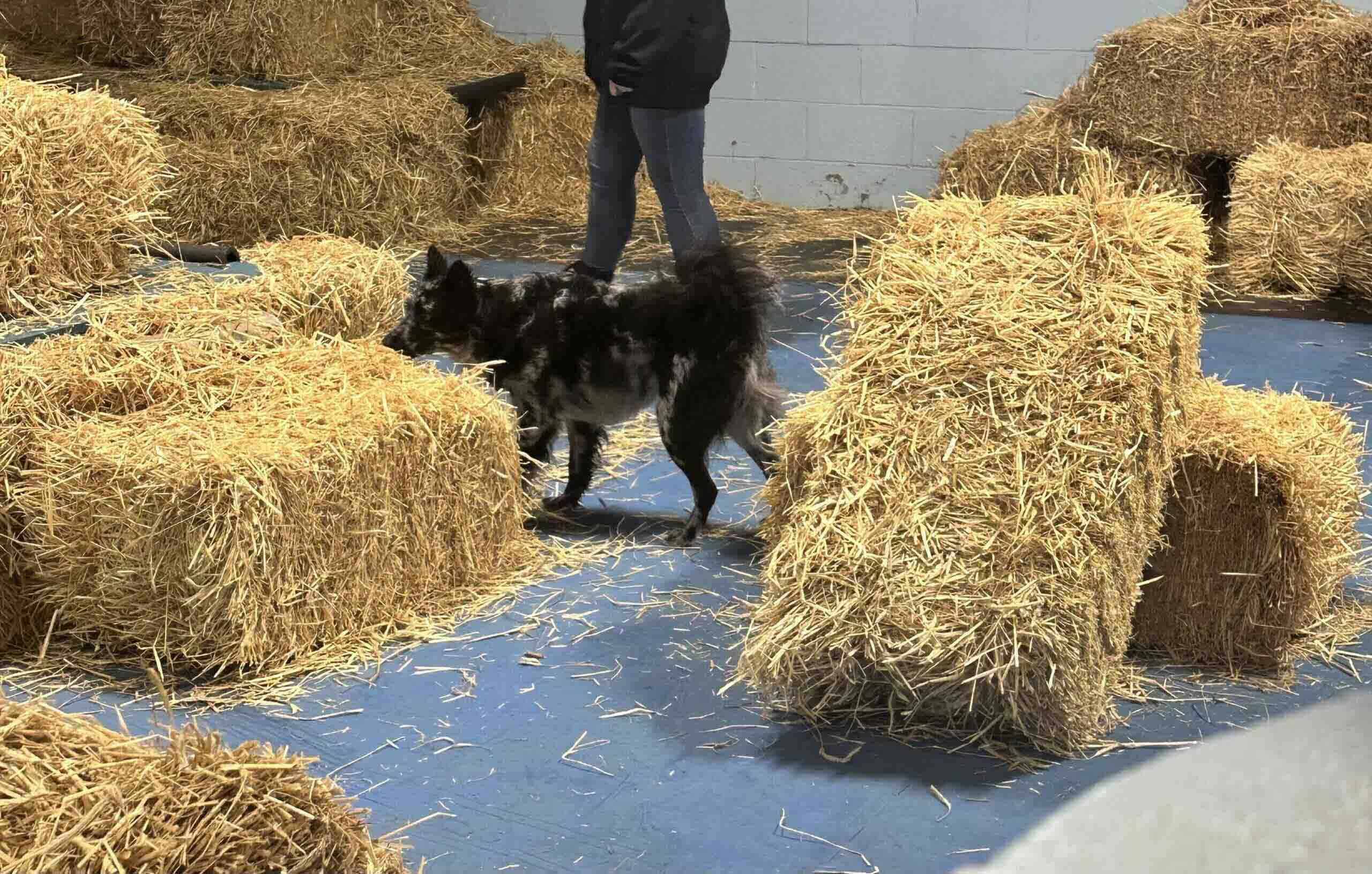 What is Barn Hunt For Dogs? An Intro to the Canine Rat Hunting Sport