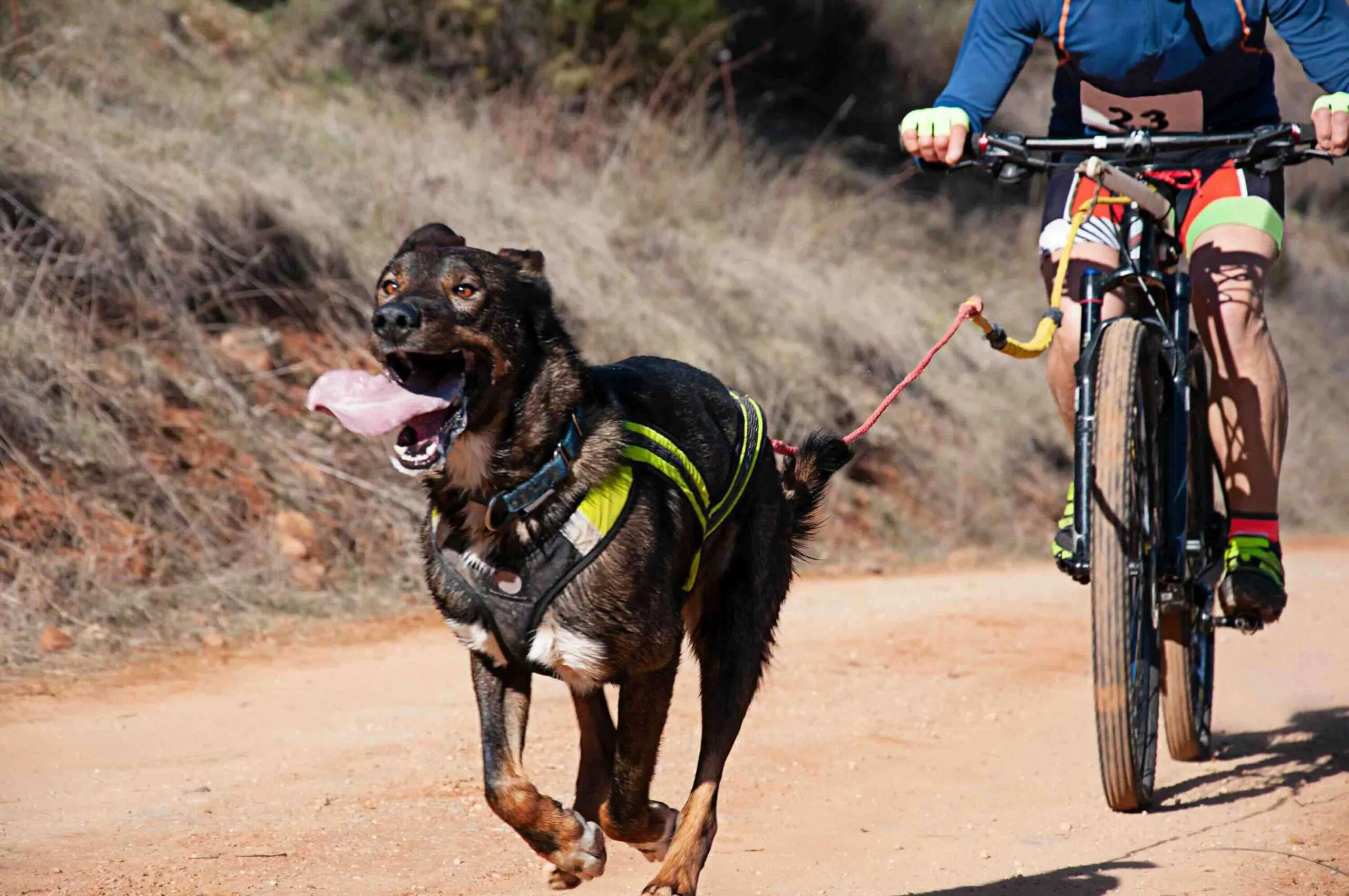 Exploring the Benefits of Bikejoring for Dogs and Owners