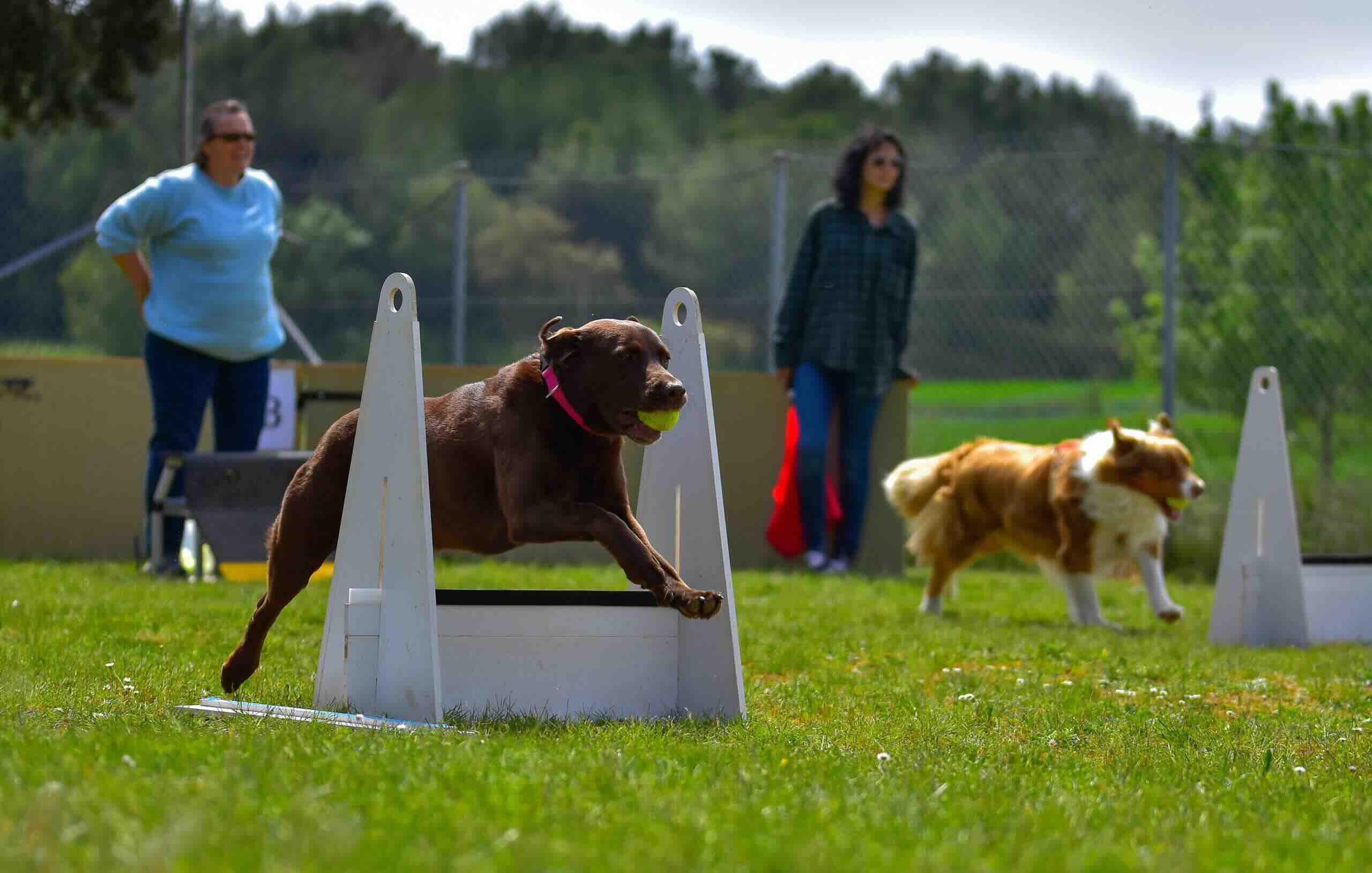 What Is Flyball: An Introduction To Flyball
