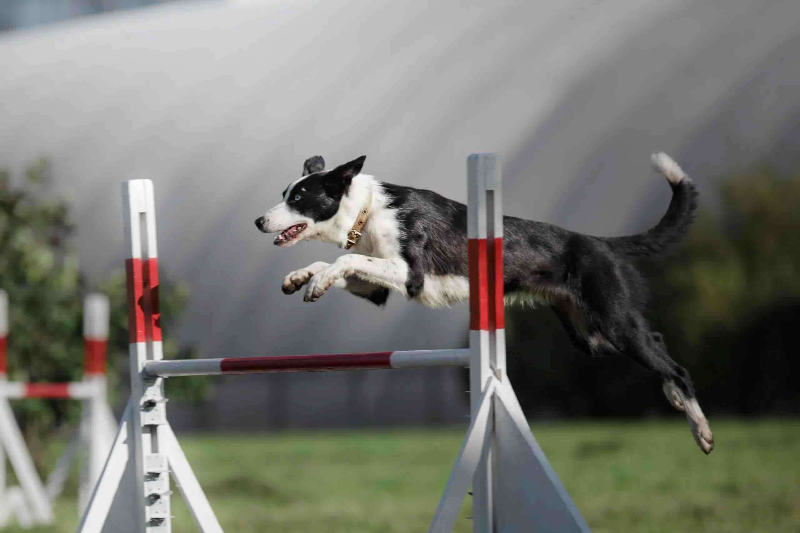 How Agility Training Builds Speed and Focus in Your Dog