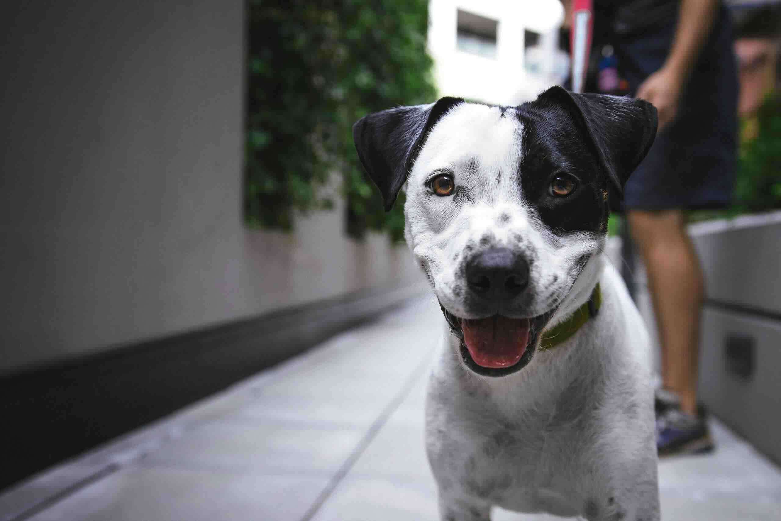 All American Dog in Sports and Competitions