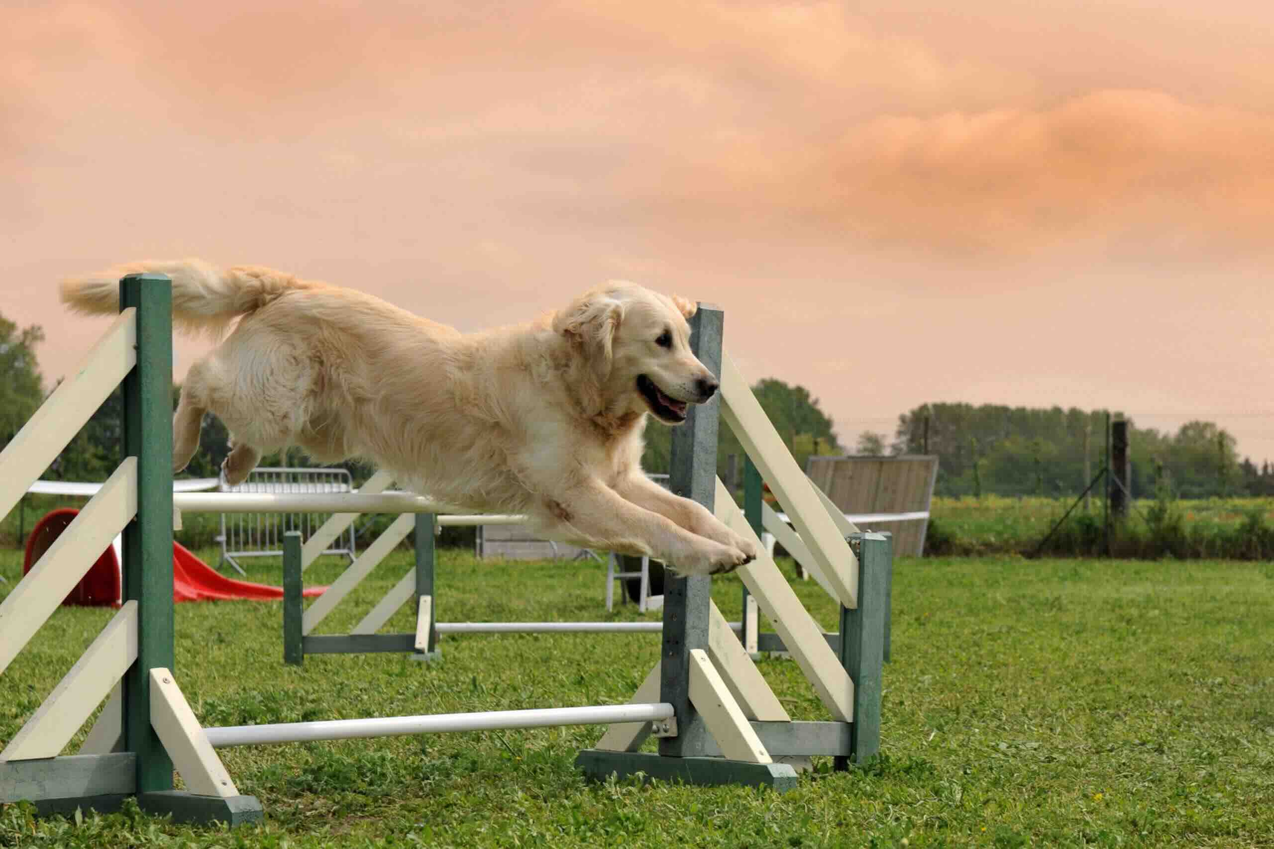 What Are the Benefits of Agility Training for Dogs?