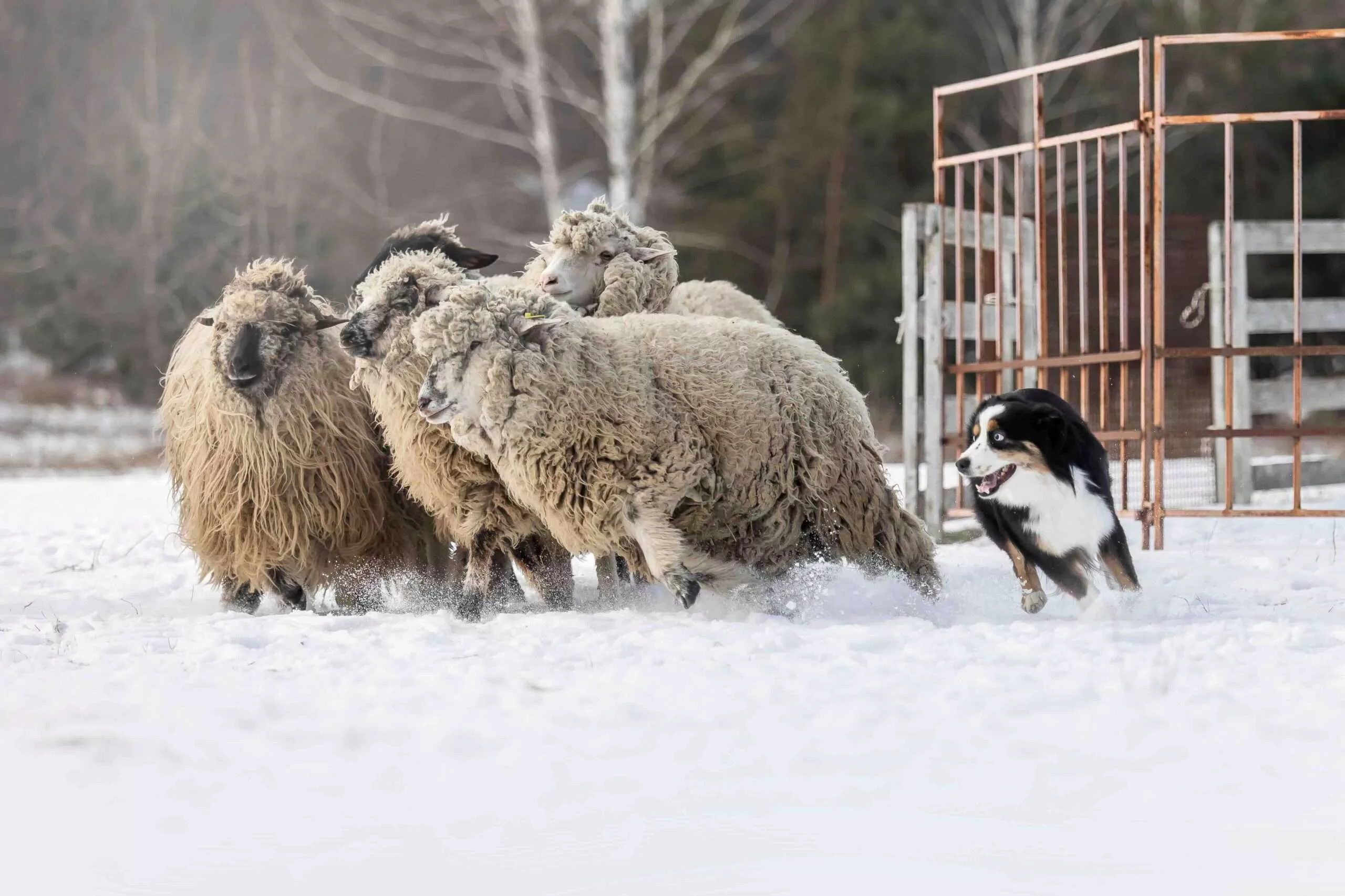 The Rise of Sheep Herding Dog Sports: A Modern Twist on an Ancient Skill