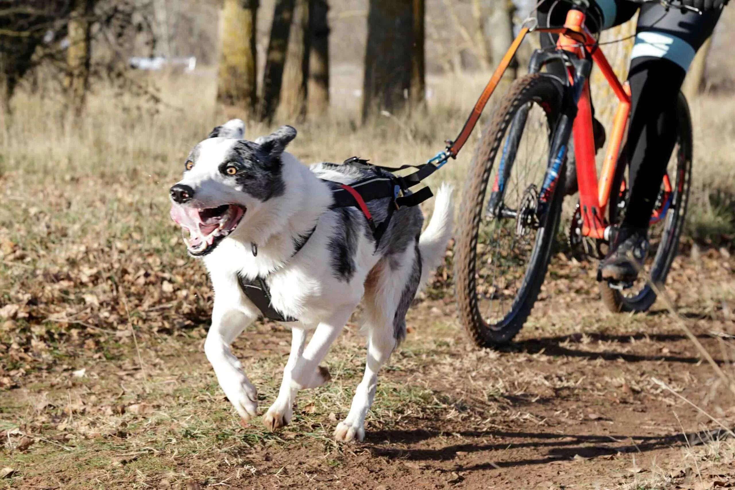 Essential Bikejoring Equipment