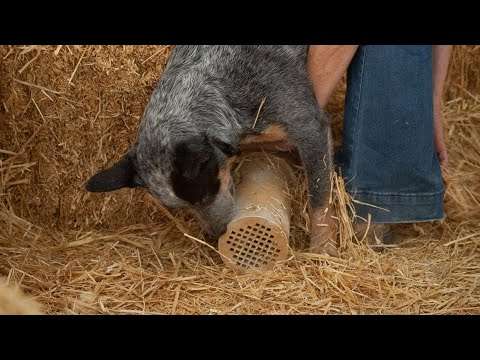 Barn Hunt vs. Other Dog Sports