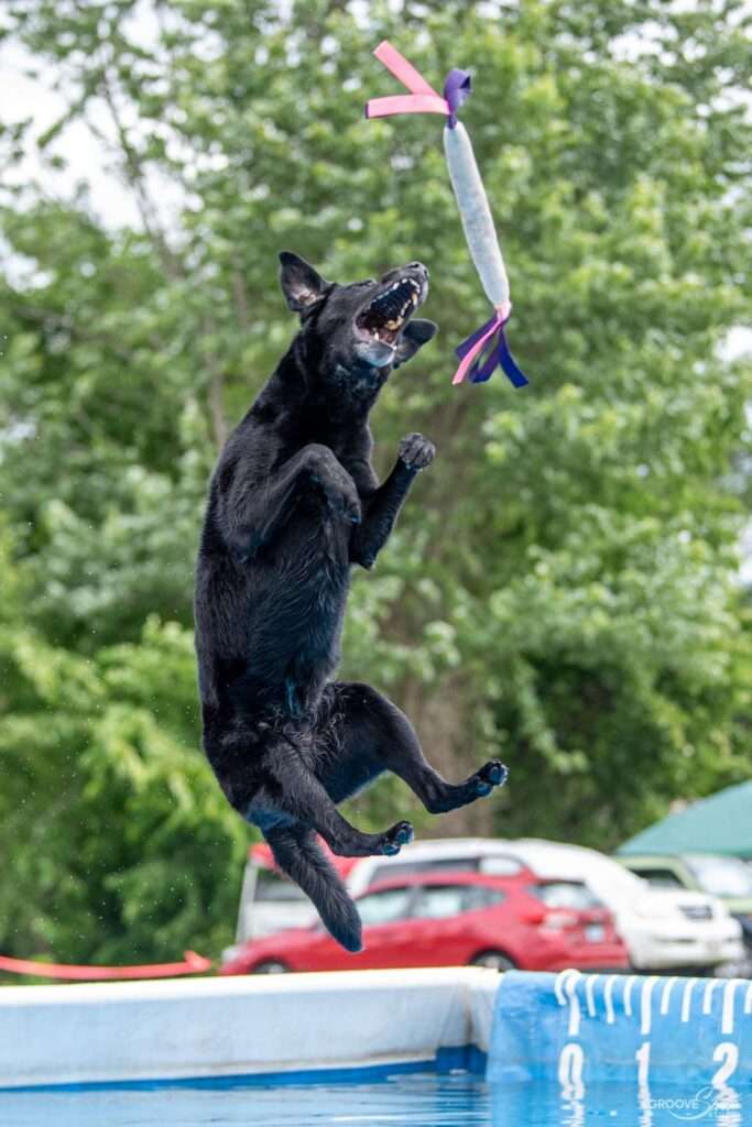 Why Dock Diving is the Perfect Water Sport for Dogs of All Sizes