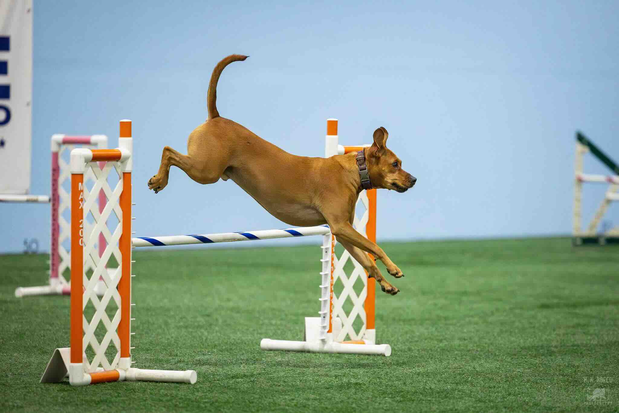 Can Any Dog Compete in Agility?