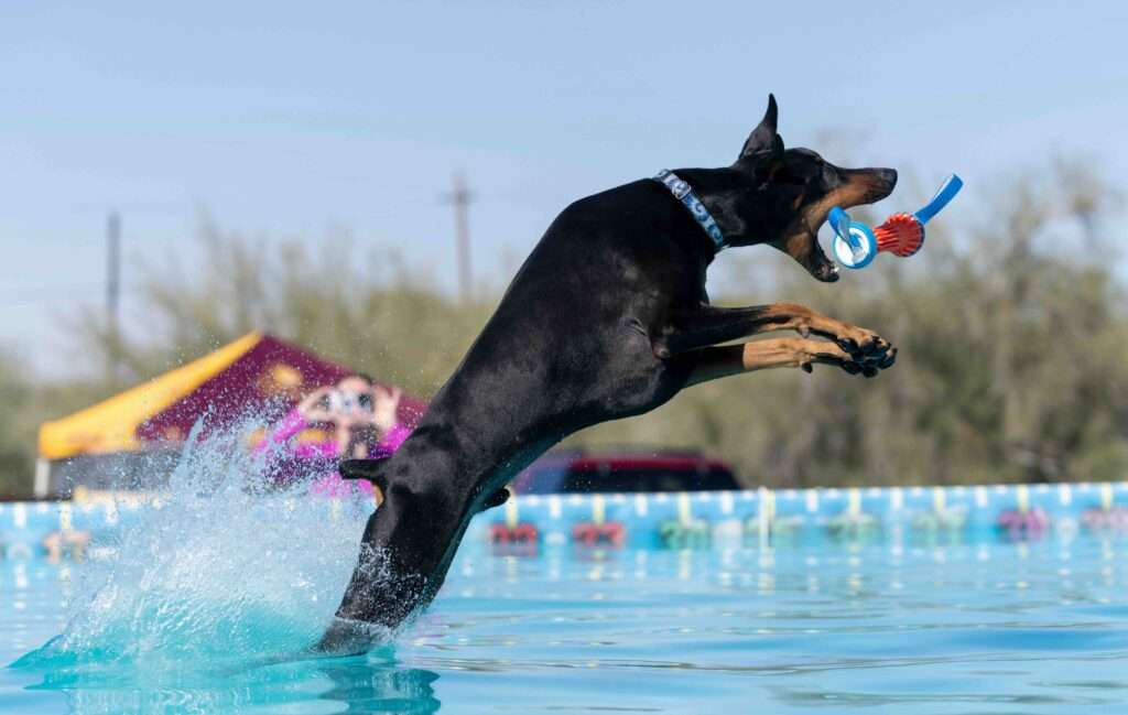The Origins of Dog Dock Diving: A Deep Dive into Its History