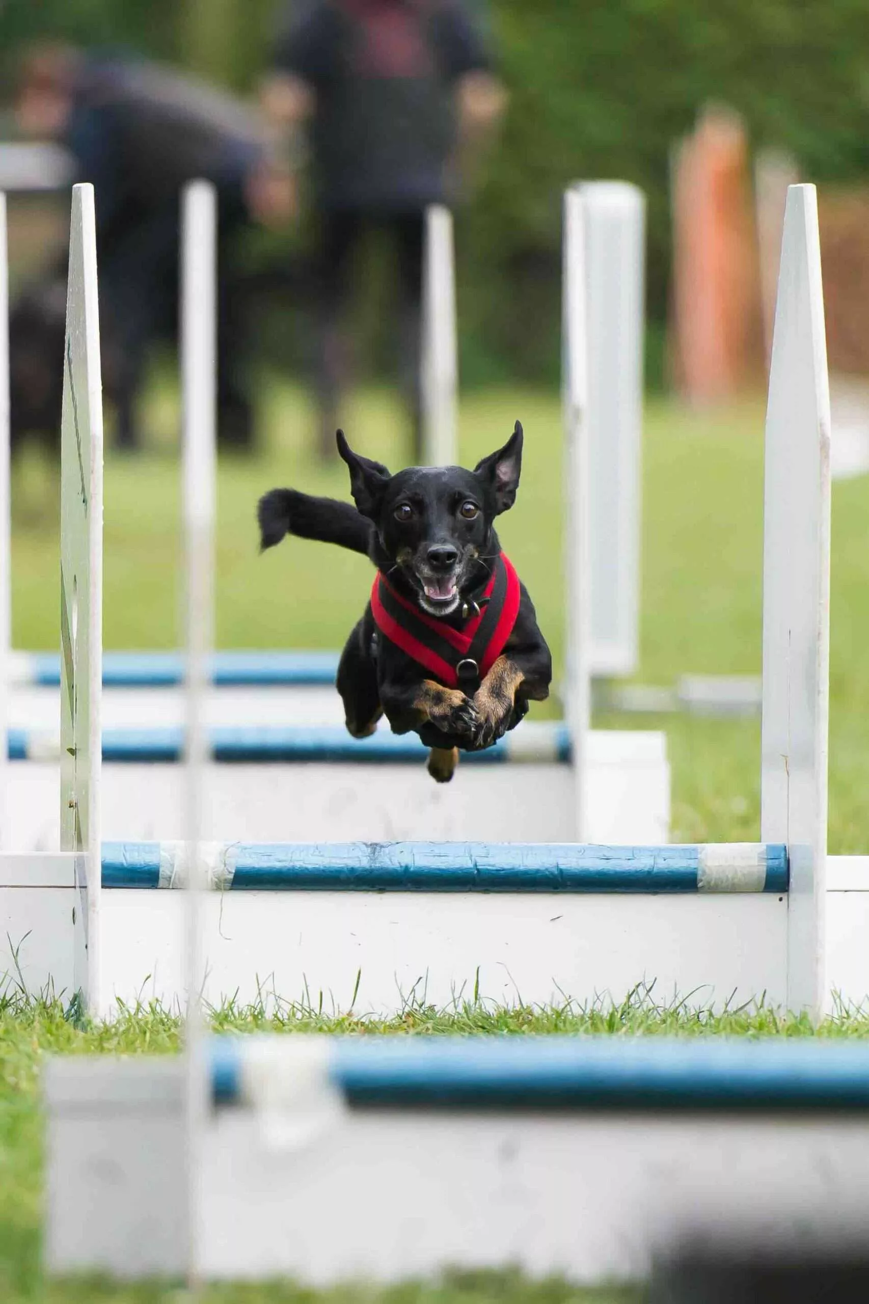Flyball frequently asked questions