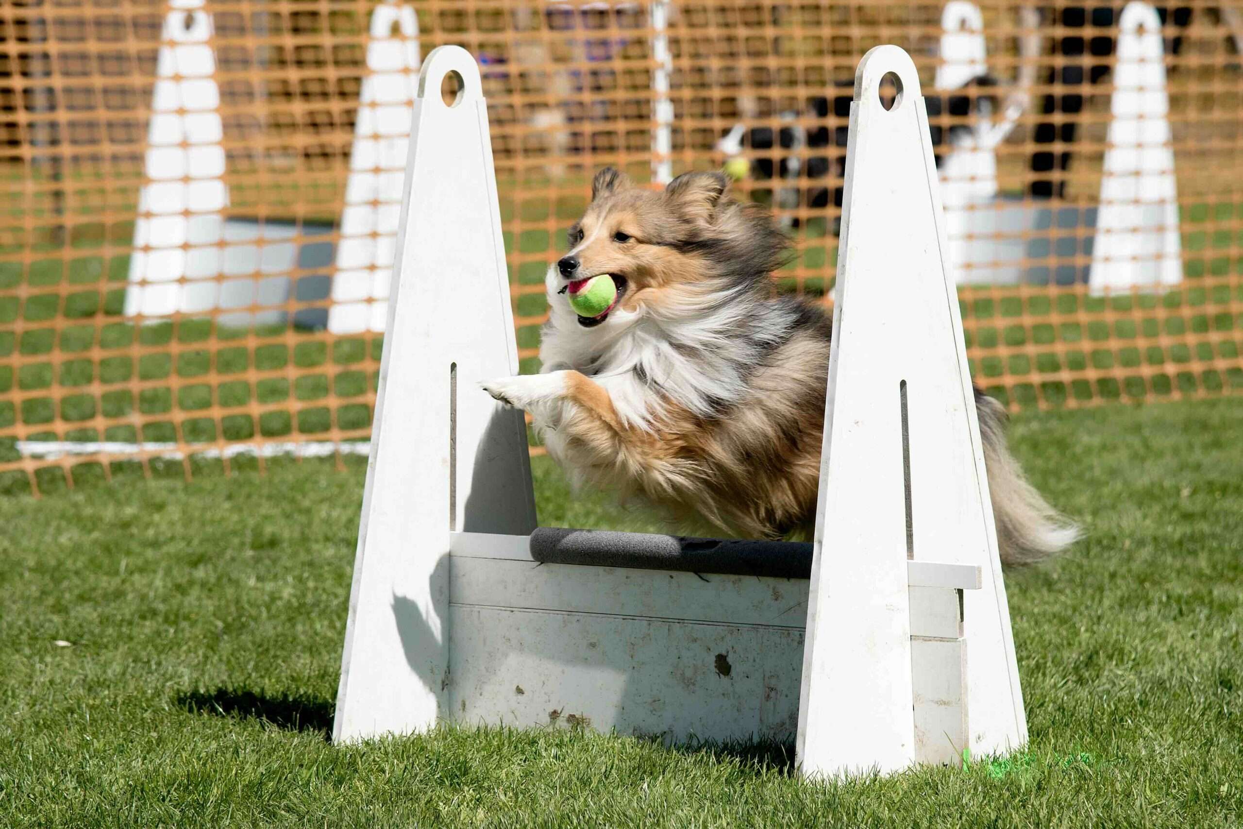 The History of Flyball: From Its Origins to Modern-Day Competitions